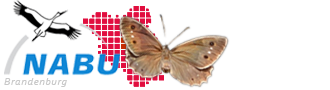 Schmetterlinge in Brandenburg und Berlin